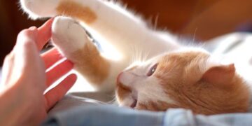 3 Ways to Keep Your Cat Happy and Healthy