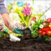 4 Ways to Make Your Garden Easier to Maintain