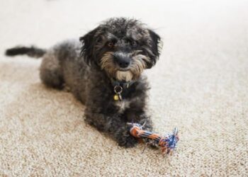 How to Remove Pet Odor From Your Home: A Guide