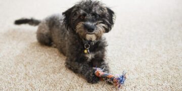 How to Remove Pet Odor From Your Home: A Guide