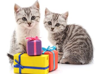 Considering Whether Or Not Pets Can Understand Gift Giving