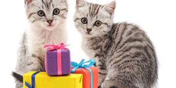 Considering Whether Or Not Pets Can Understand Gift Giving