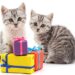 Considering Whether Or Not Pets Can Understand Gift Giving