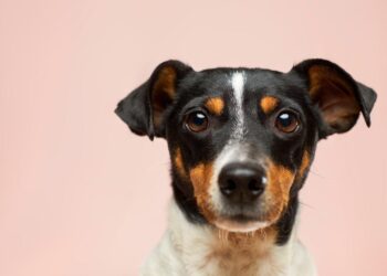 Top Tips for Caring for Your Dog