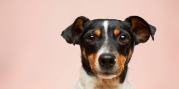Top Tips for Caring for Your Dog