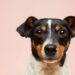 Top Tips for Caring for Your Dog
