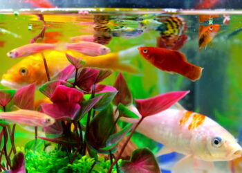 Take care of fishes the right way: 6 easy tips for caring for a pet fish!