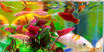Take care of fishes the right way: 6 easy tips for caring for a pet fish!