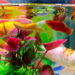 Take care of fishes the right way: 6 easy tips for caring for a pet fish!