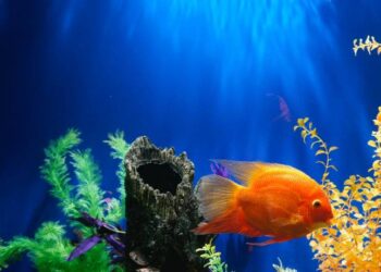 Aquarium Hobby Trends You Need to Know