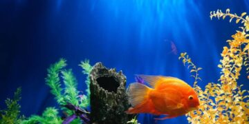 Aquarium Hobby Trends You Need to Know