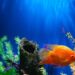 Aquarium Hobby Trends You Need to Know