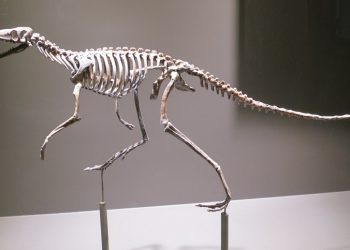 Dinosaur body structure – how did they stand on two feet?