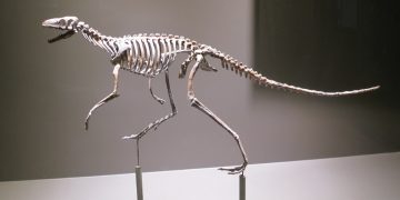 Dinosaur body structure – how did they stand on two feet?