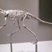 Dinosaur body structure – how did they stand on two feet?