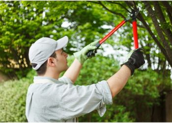 6 Excellent Questions to Ask Your DFW Tree Service