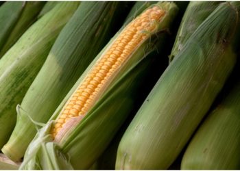 A Step by Step Guide on How to Grow Corn