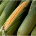 A Step by Step Guide on How to Grow Corn