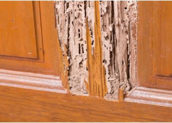 Signs That Your Office Building Is Full of Termite Infested Wood