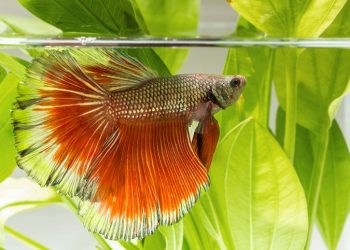 Betta no more