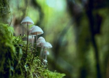 Why Should You Consume Lion’s Mane Mushroom Regularly?