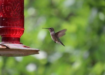 A Bird Lover’s Guide to the Best Place to Put Hummingbird Feeders