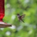 A Bird Lover’s Guide to the Best Place to Put Hummingbird Feeders