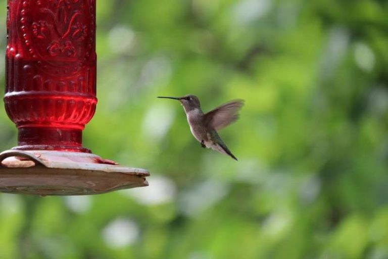 A Bird Lover's Guide to the Best Place to Put Hummingbird Feeders