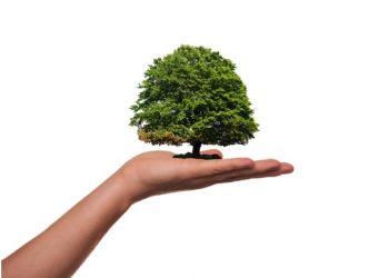 The Beginner’s Guide to Basic Tree Care