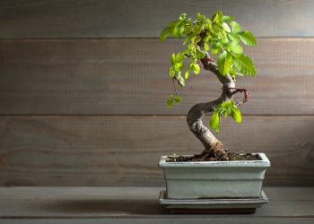 7 Care Tips for Growing an Indoor Bonsai Tree