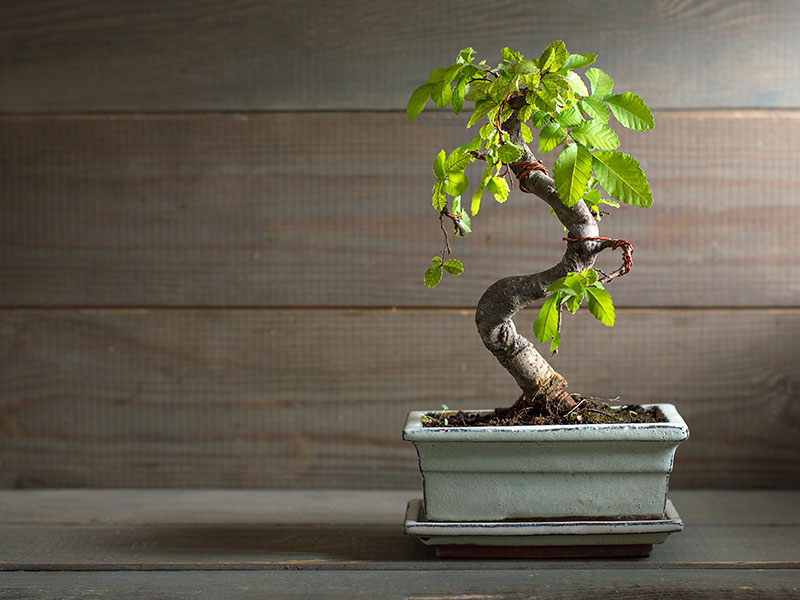 Con qué frecuencia regar planta de bonsai en interiores