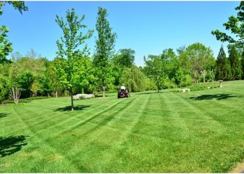How To Properly Aerate And Overseed Your Lawn