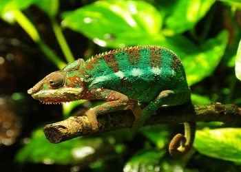 Understanding the Housing and Caring Needs of Panther Chameleon