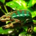 Understanding the Housing and Caring Needs of Panther Chameleon
