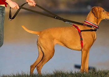 Is It Better To Walk a Dog With a Harness or Collar?