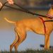Is It Better To Walk a Dog With a Harness or Collar?