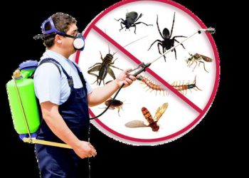 Do I Need a Pest Control Service?