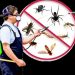 Do I Need a Pest Control Service?