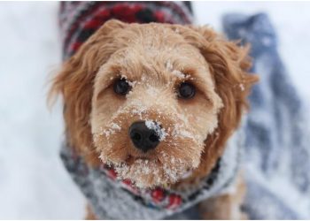 How to Choose a Large Dog Sweater Step by Step