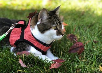 How to Choose the Right Harness and Leash for Your Cat (5 Tips)