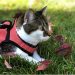 How to Choose the Right Harness and Leash for Your Cat (5 Tips)