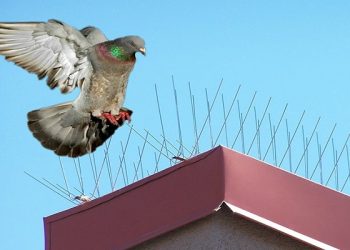 How to Scare Pigeons Away?