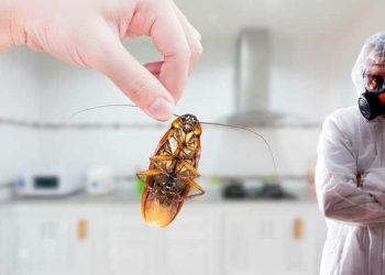 Stop living with roaches start using pest control