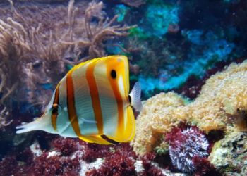 3 Unusual Ways To Display Your Home Aquarium