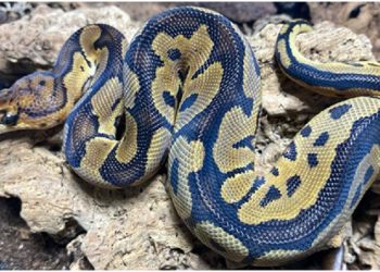 Do snakes make good pets? Why or why not?