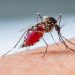 Are Mosquito Traps beneficial?