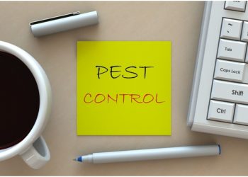 Call Pest Control! 5 Warning Signs of an Ant Infestation