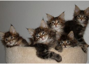 Why Are Maine Coon Cats So Expensive?