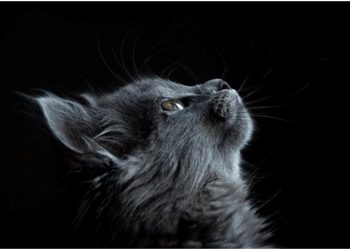 Tips to Train Your Cat for Using a Litter Box