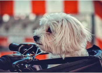 A Guide on Choosing Out Stylish Pet Carriers